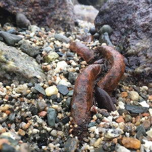 Meet your Posher, Bennamon